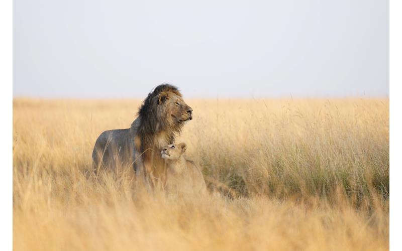 SEL300F28GM Sample Image